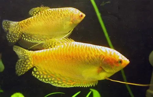 Gul gurami (Trichogaster trichopterus)